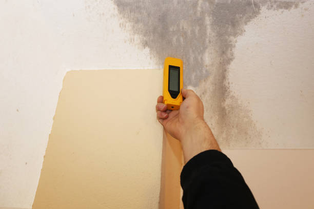 Best Basement Mold Removal  in New Hyde Park, NY