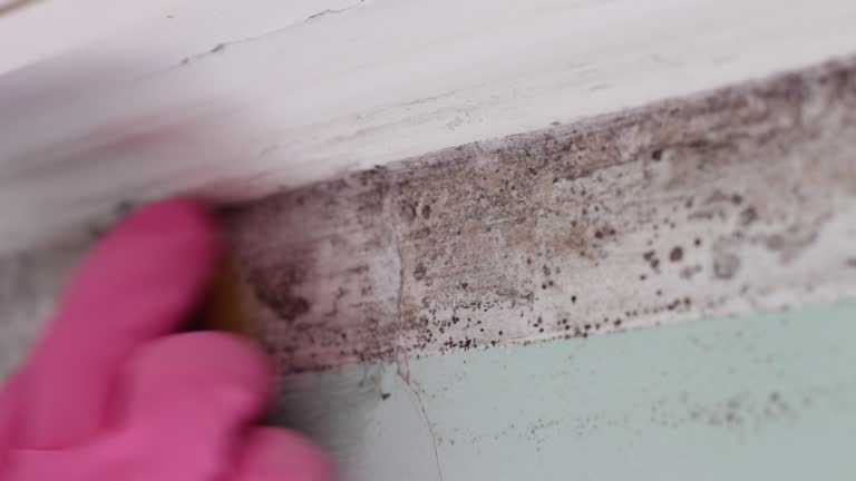 Trusted New Hyde Park, NY Mold Removal Experts